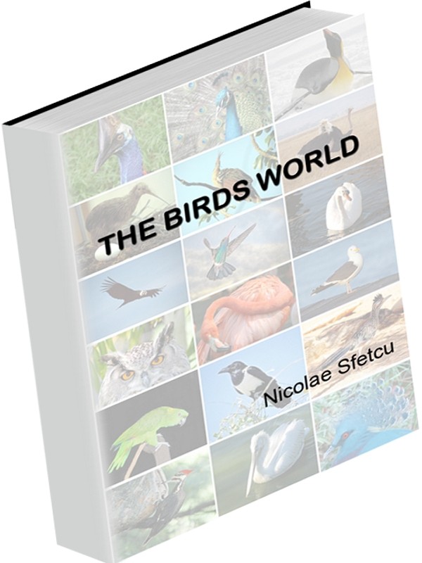 The Birds World