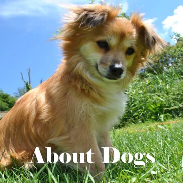About Dogs